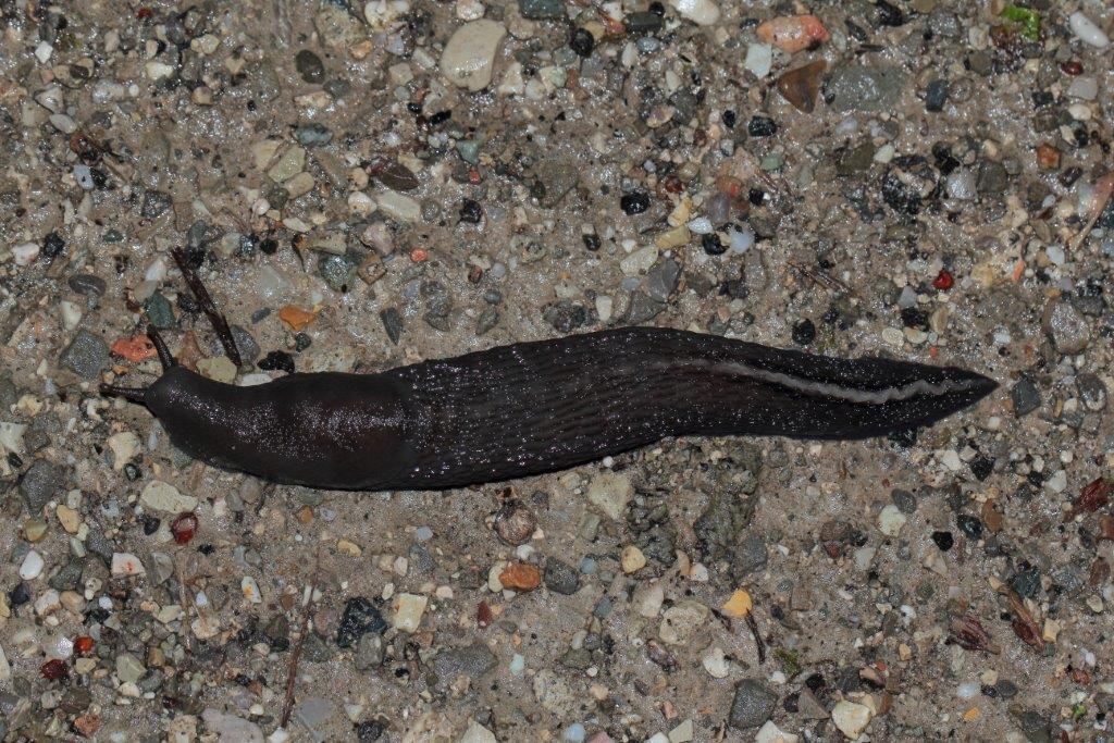 Limax tipo Marradi da Bagno di Romagna (FC)